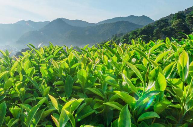 日照绿茶价格表（日照绿茶批发市场及价格）